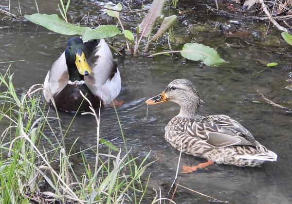 /Images/uploads/Sonoma County Regional Parks Foundation/springlake50/entries/28880thumb.jpg